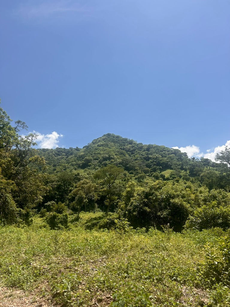 Mountain Foraging
